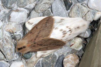 褐污橙燈蛾 Lemyra fallaciosa 交尾中個體