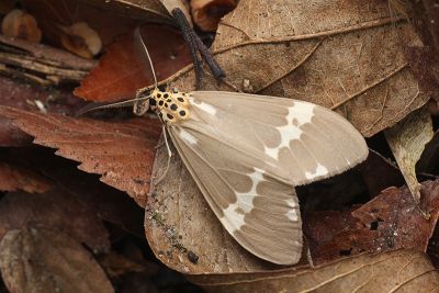 帶紋蝶燈蛾 Nyctemera albofasciata