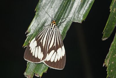 毛脛蝶燈蛾 Nyctemera coleta coleta