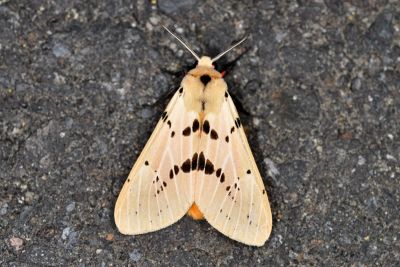 橙污燈蛾 Spilarctia postrubida 雄蟲