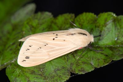 赤腹污燈蛾 Spilarctia taiwanensis 雄蟲
