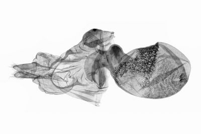禮正異葩苔蛾 Aberrasine lichenshihi