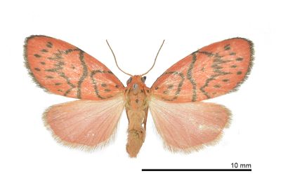 禮正異葩苔蛾 Aberrasine lichenshihi 雌蟲