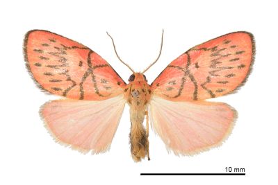 禮正異葩苔蛾 Aberrasine lichenshihi 雄蟲