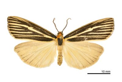 流線黑苔蛾 Agylla pulchristriata 雌蟲