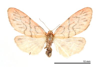 Asuridia rubripennis 雌蟲