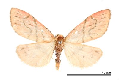 Asuridia rubripennis 雄蟲