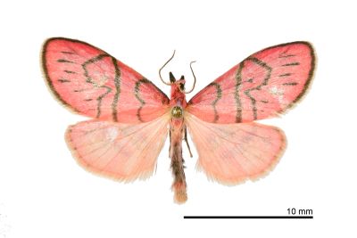 Asuridia rubripennis 雄蟲