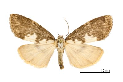 褐白袍苔蛾 Barsura albidorsalis 雌蟲