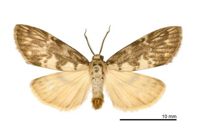 褐白袍苔蛾 Barsura albidorsalis 雄蟲