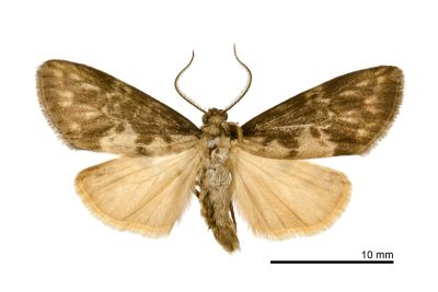 褐白袍苔蛾 Barsura albidorsalis 雄蟲