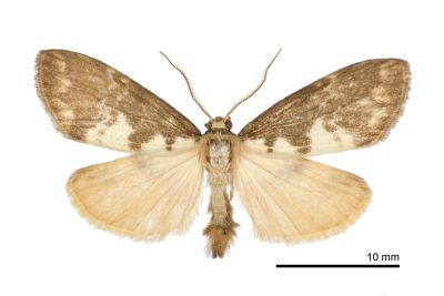 褐白袍苔蛾 Barsura albidorsalis 雄蟲