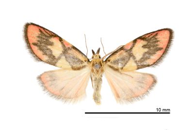 聯紋卵翅苔蛾 Ovipennis connexa 雌蟲
