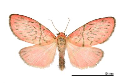 Barisne weichunchangae 雄蟲