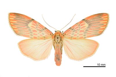 灰黑葩苔蛾 Barsine fuscozonata