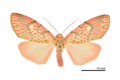 Barsine fuscozonata 雌蟲