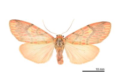 Barsine fuscozonata 雌蟲