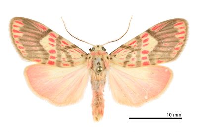 Barsine fuscozonata 雄蟲