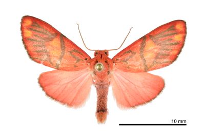 埔里松村葩苔蛾 Matsumursine horishanella 雄蟲