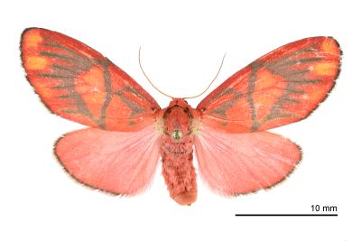 埔里松村葩苔蛾 Matsumursine horishanella 雌蟲