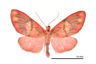 埔里松村葩苔蛾 Matsumursine horishanella 雄蟲