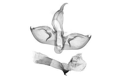埔里松村葩苔蛾 Matsumursine horishanella 雄蟲