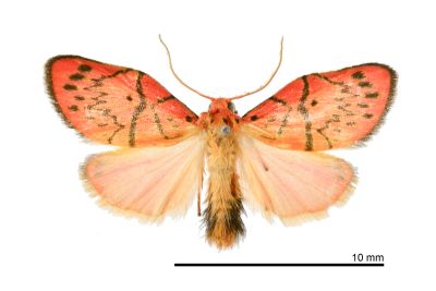 禮正異葩苔蛾 Aberrasine lichenshihi 雄蟲