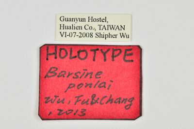 蓬萊葩苔蛾 Barsine ponlai