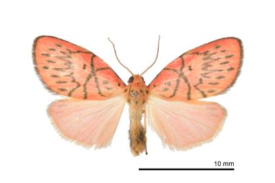 禮正異葩苔蛾 Aberrasine lichenshihi 雄蟲