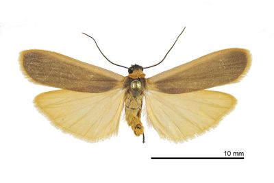 安土苔蛾 Brunia antica 雄蟲