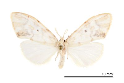 單點昏苔蛾 Nudaria ranruna 雄蟲