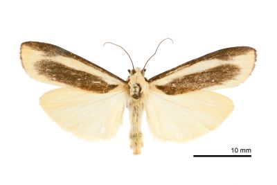 台日苔蛾 Chrysorabdia taiwana 雄蟲