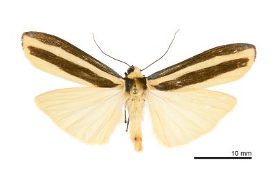 雙帶苔蛾 Chrysorabdia vilemani 雌蟲