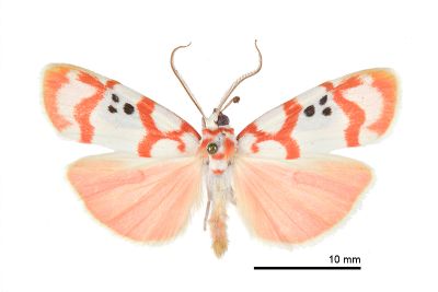 臺雪苔蛾 Cyana formosana 雄蟲