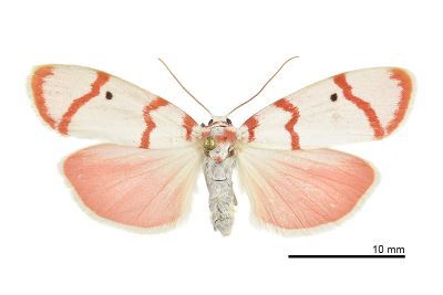 優雪苔蛾 Cyana hamata hamata 雌蟲