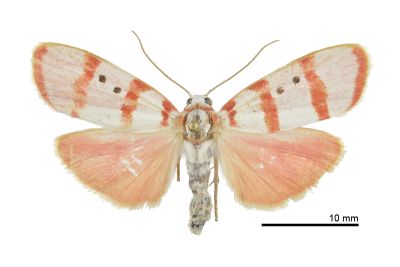 三斑叉紋雪苔蛾 Cyana quadripartita quadripartita 雌蟲