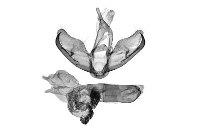 三斑叉紋雪苔蛾 Cyana quadripartita quadripartita 雄蟲