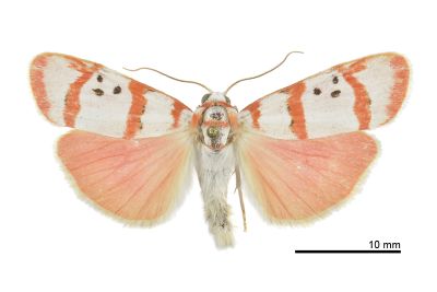 三斑叉紋雪苔蛾 Cyana quadripartita quadripartita 雄蟲