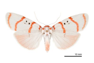 蘇雪苔蛾 Cyana subalba 雌蟲