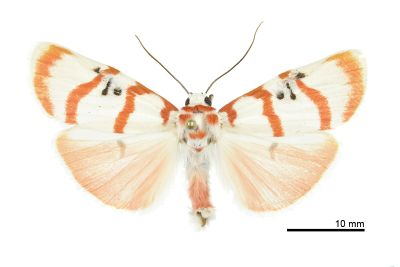 蘇雪苔蛾 Cyana subalba 雄蟲