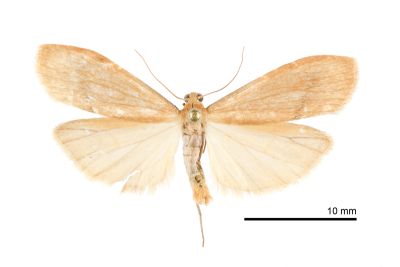 中條灰土苔蛾 Eilema rubrescens 雄蟲