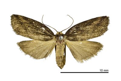 暗良苔蛾 Eugoa brunnea 雌蟲