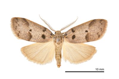 雙點良苔蛾 Eugoa grisea 雄蟲