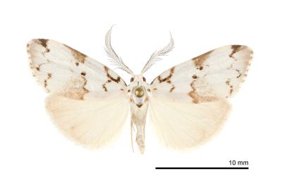 三角斑良苔蛾 Eugoa sinuata 雄蟲