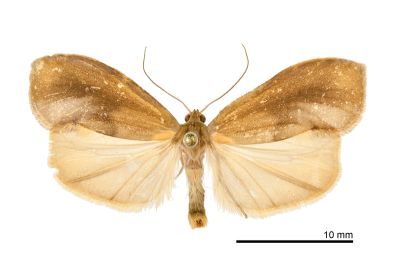 曲苔蛾 Gampola sinica 雄蟲