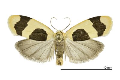 臺灣斑苔蛾 Garudinia taioana 雌蟲