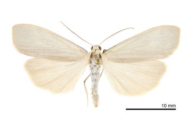 灰銀荷苔蛾 Ghoria tecta 雄蟲