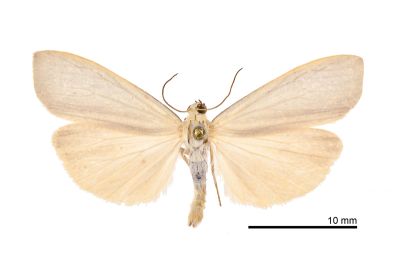 灰銀荷苔蛾 Ghoria tecta 雄蟲