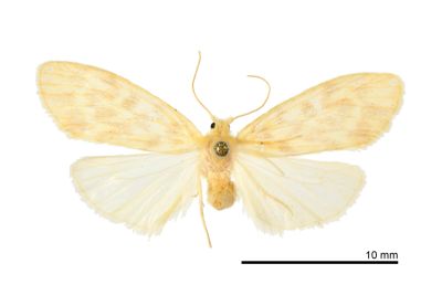 半明苔蛾 Hemipsilia coavestis 雌蟲