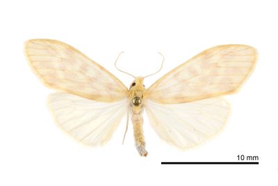半明苔蛾 Hemipsilia coavestis 雄蟲